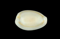 藏品(金環寶螺)的圖片